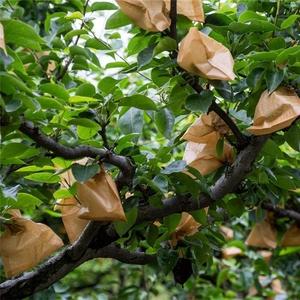 梨子套袋双层纸袋苹果袋桃子梨树果树用袋育果袋防水防虫鸟包新款