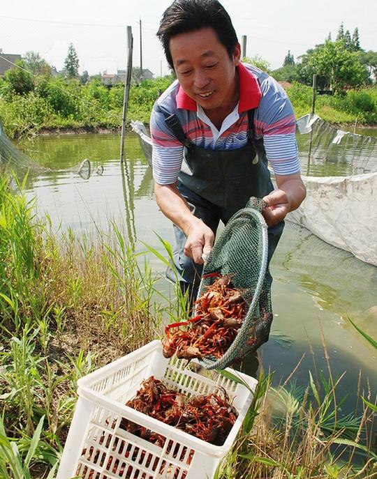龙虾养殖