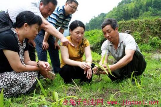我国哪些地方适合种植白芨?2018年种植白芨怎么样,有什么风险呢?