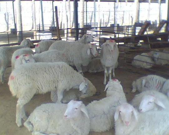 羊肉羊山东肉羊养殖基地肉羊生意价格销售
