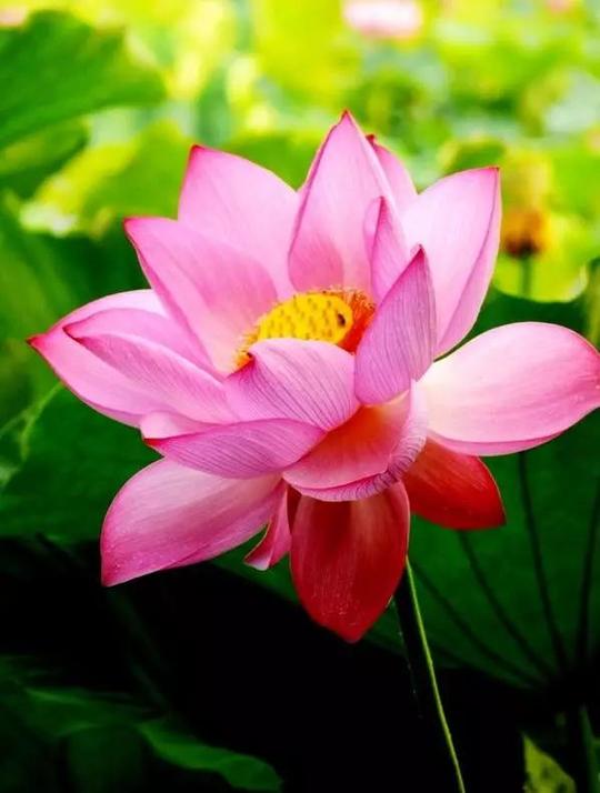 禅定无烦恼,心如莲花开菩提本无树,明镜亦非台,本来无一物