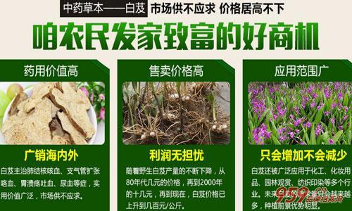 在农村种植什么挣钱本草堂咱农民发家致富的好商机