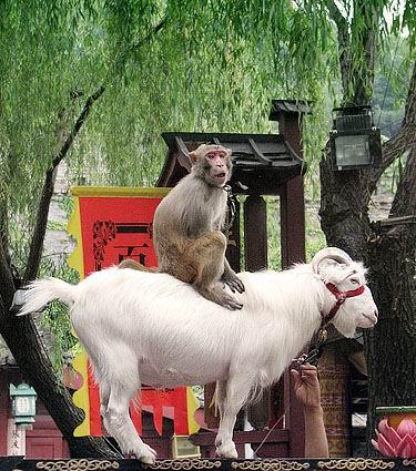 猴子与羊