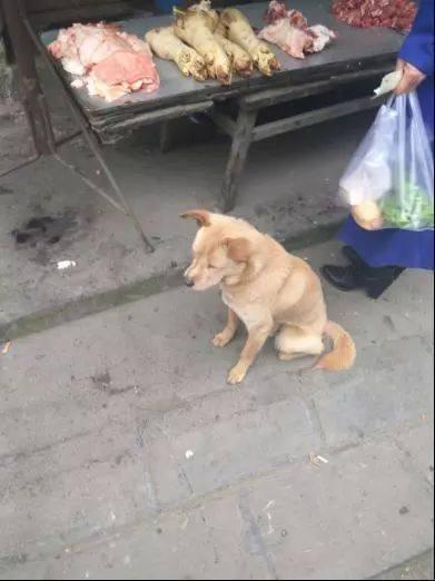 大叔街头开店卖肉忠诚土狗负责看店街坊邻居都爱来他家做生意