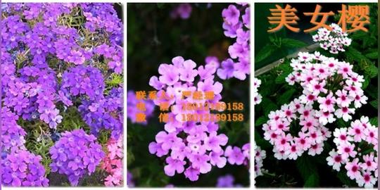 河南药材种子哪里有批发