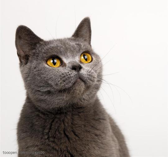 宠物世家-抬头的漂亮灰色猫咪_素材公社_tooopen.com