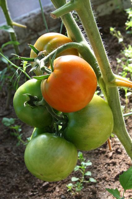 如何挑选自然熟的西红柿呢