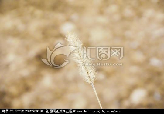 狗尾巴花狗尾草狗尾巴草特写高清狗尾巴草狗尾巴草素材植物文艺