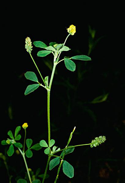农业杂草黑色医务人员三叶草蹦跳黄色花茎加利福尼亚美国