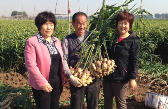 放弃研究生名额,他决心回乡创业,种姜带领村民致富_