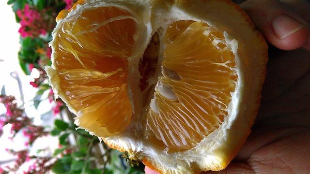 月子期间可以吃柚子吗?