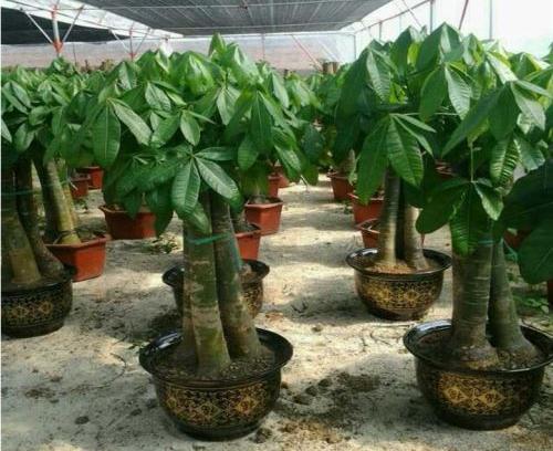 适合室内养殖的绿植大型植物的盆栽