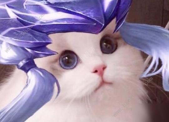 王者荣耀猫咪接头怎么制作猫咪接头头像制作攻略[多图]