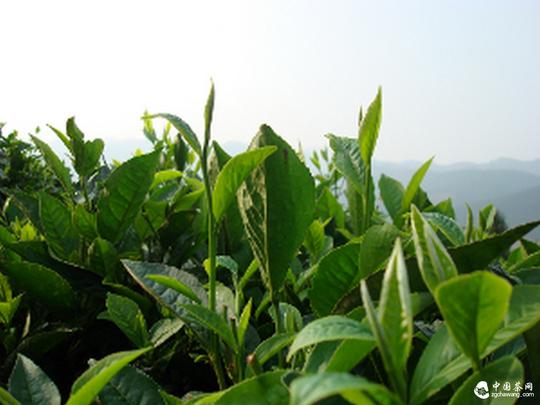 云南广南茶叶远销朝鲜外贸交易实现█零突破█