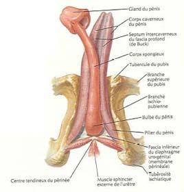 男性死精症有哪些症状