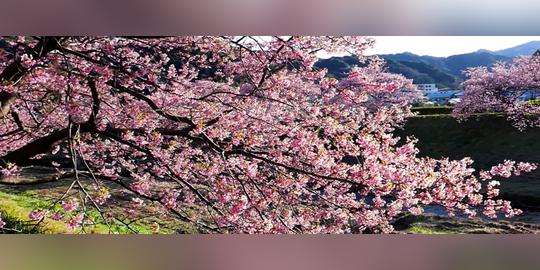 冬去春来万物生长春暖花开_3000x1100_高清视频素材