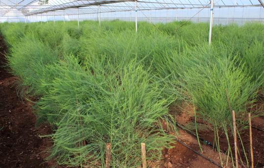 他60岁时再创业种植芦笋交了几十万元学费终获成功