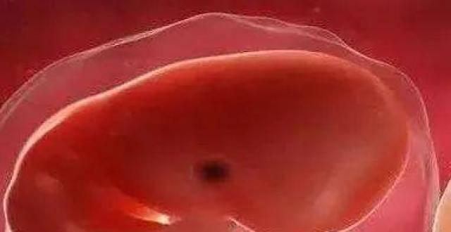 不同孕周胎儿大小