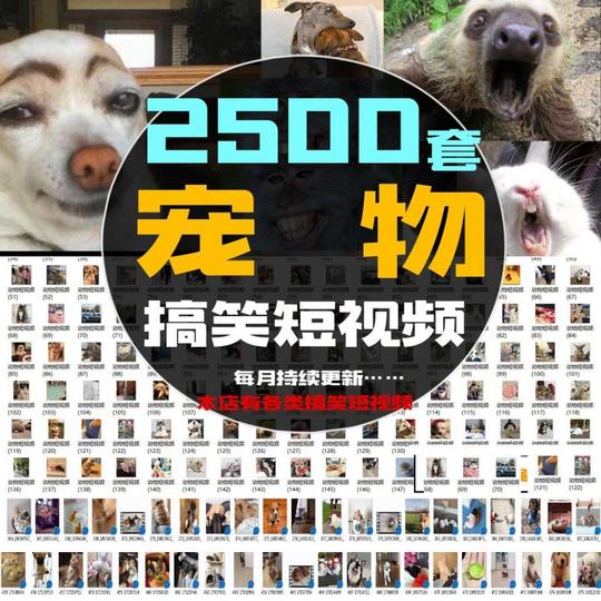 国外宠物搞笑猫咪宠物犬狗短视频抖音快手微视自媒体朋友圈素材