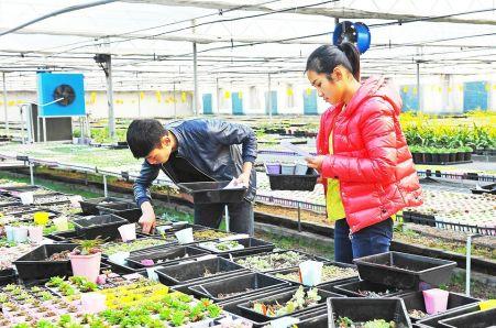 依托中国(青州)花卉苗木交易中心,花卉公园,青州(国际)花卉创业园等