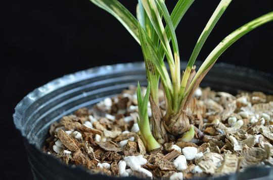 叶艺湖北花艺双全随州兰花名贵兰花艺草原种新品种春兰虎斑未见花