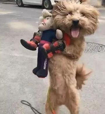 泰迪小色狗搞笑可爱萌萌哒gif