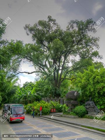 桂林市附近大树有哪些