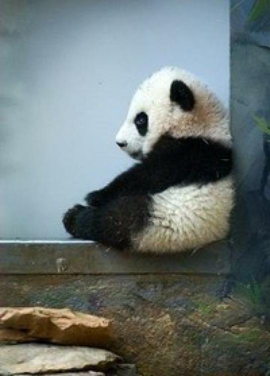壁纸大熊猫动物700_977竖版竖屏手机