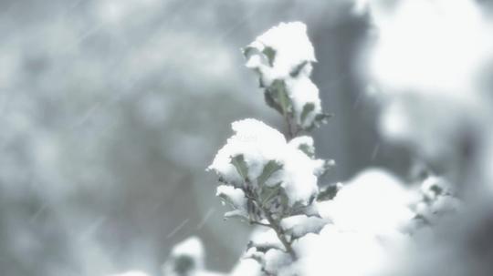 下雪雪景鹅毛大雪白茫茫_1920x1080_高清视频素材下载