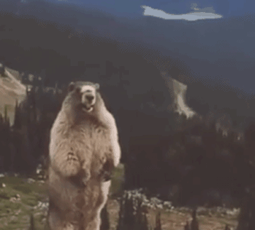 尖叫土拨鼠表情包抽搐gif动图