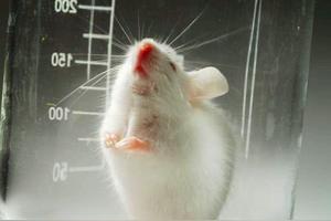 对小白鼠的研究为何适用于人类