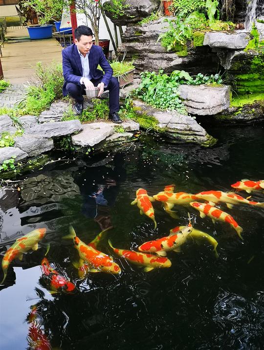 不做医生回老家养锦鲤带全村人致富,浙江青年用创业实现梦想报效