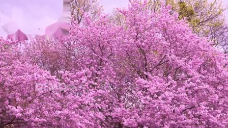 6362画质超唯美桃花盛开粉色樱花桃林大自然景色视频素材