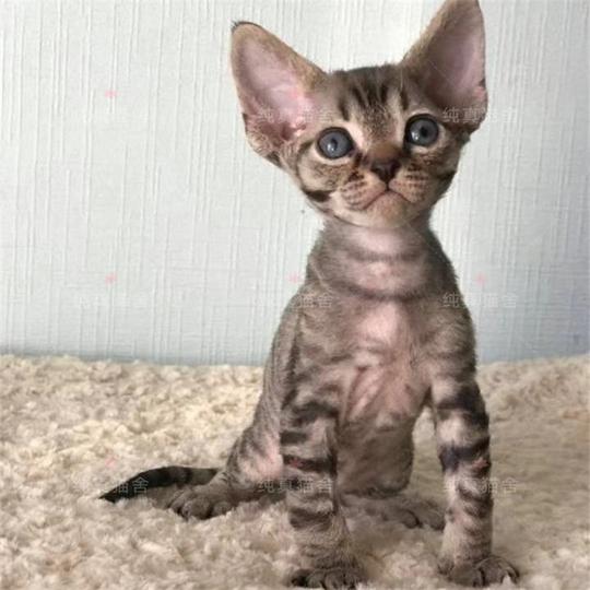 德文卷毛猫活体幼猫黑毛自家繁育cfa认证双血统宠物猫咪蓝猫纯种