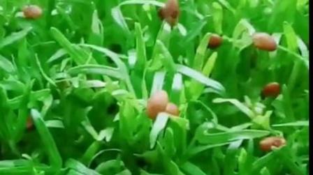 富氧有机芽苗菜