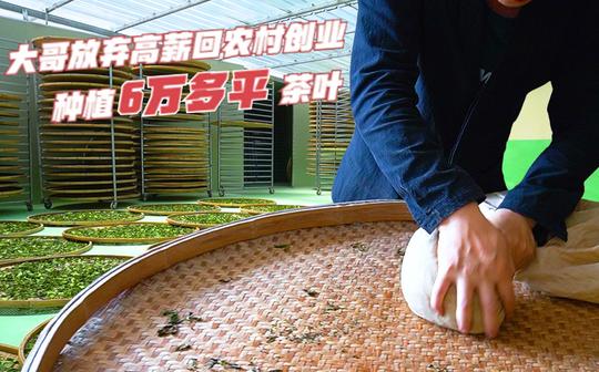 福建大哥放弃高薪回农村创业，种6万多平茶叶，一罐60能年卖百万