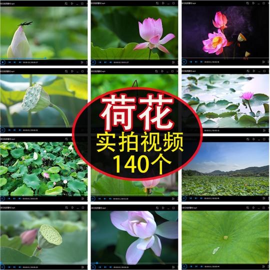 荷花荷塘高清4k短视频夏日荷叶风景航实拍抖音快手无水印剪辑素材