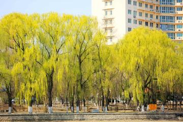 柳岸沈阳相关长尾关键词有哪些