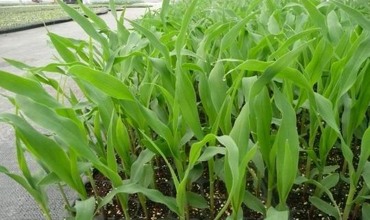 蔬菜苗、茄子苗、玉米苗、番茄苗、瓜果苗
