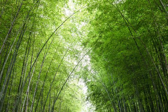 夏天竹林图片素材