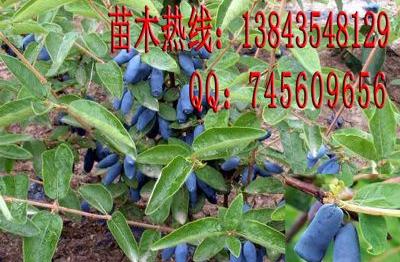 吉林蓝靛果树苗基地_蓝靛果树苗-集安市岳强种植专业