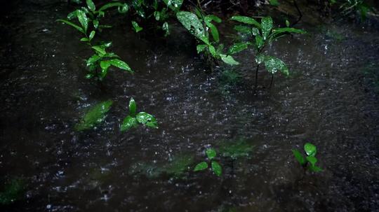 热带雨林下雨_1920x1080_高清视频素材下载(编号:5336