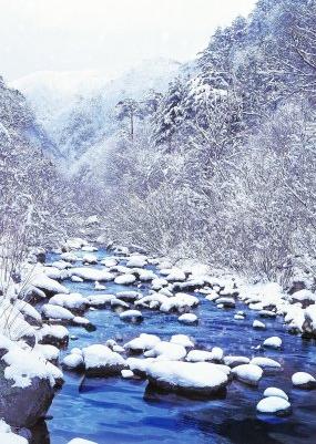 冬天森林小溪下雪视频素材