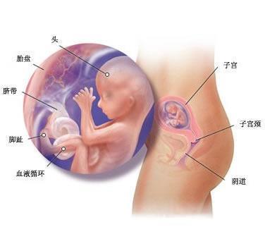 孕期做腹部b超对胎儿的影响
