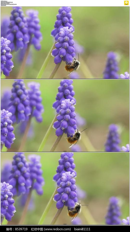薰衣草蜜蜂实拍视频素材