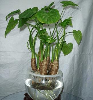 常见室内植物养殖方法