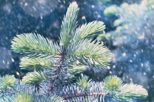 暴风雪向一冬d一y.christm一s树br一nches采用指已提到的人雪.