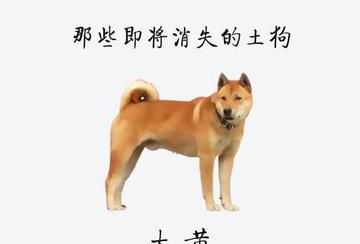 关于在上海可以养土狗吗吗相关关键词有哪些