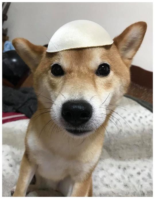 柴犬叼来新玩具，下一秒女主人尴尬到哭笑不得?