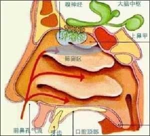 宝宝急性鼻炎是怎么引起的